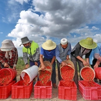 From Field to Pharmacy: How Chinese Herbs Are Prepared for Use?