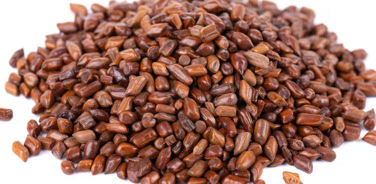 cassia seeds