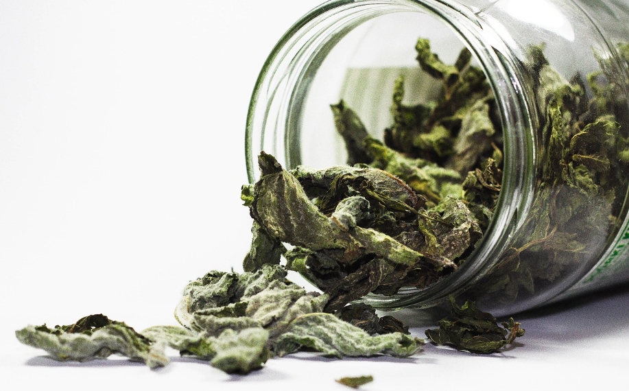 herbal medicine mint