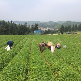 Raw Herbs, Powders, and Extracts in Traditional Chinese Medicine