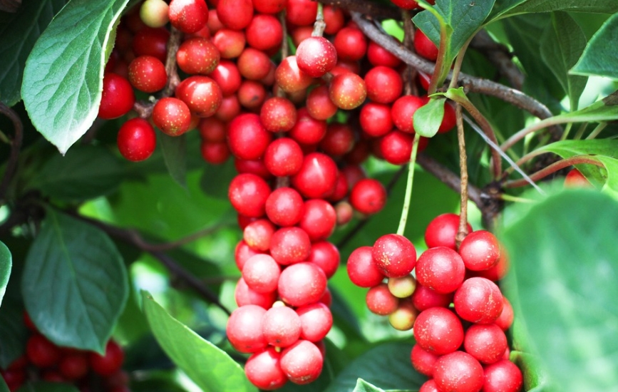 schisandra