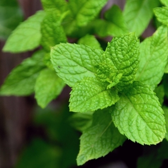Mint: The Natural Cooling Herb for Health and Vitality